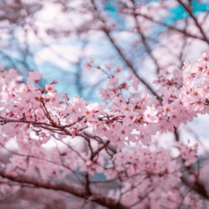 Handgemachte Kerze aus Soja Wachs - Sakura/Kirschblüte